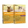 Advocate for Cats