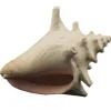 Bioscape Milk Conch Shell 15cm