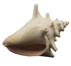Bioscape Milk Conch Shell 15cm