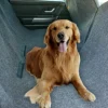 Bono Fido Backseat Hammock Carpet