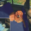 Bono Fido Backseat Hammock Navy