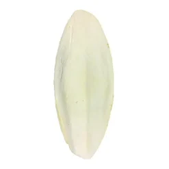 Cuttlefish Bone