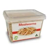 Pisces Mealworms LIVE Regular - CLICK & COLLECT ONLY