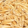 Premium Bird Seed Oats 3kg