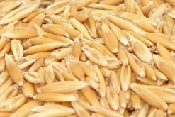 Premium Bird Seed Oats 3kg